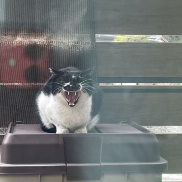 大あくび