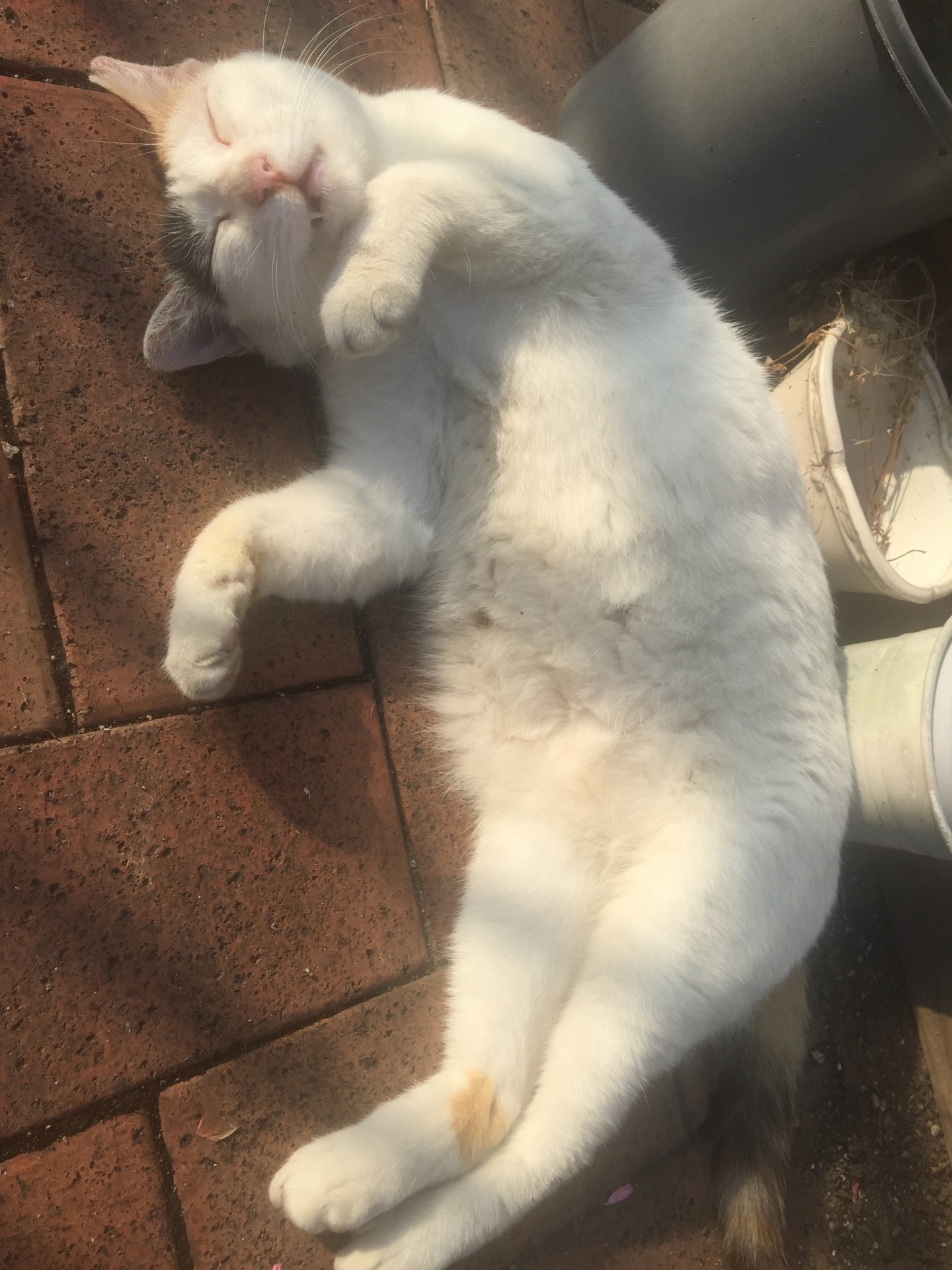 さくらねこときさん