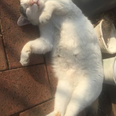 さくらねこときさん