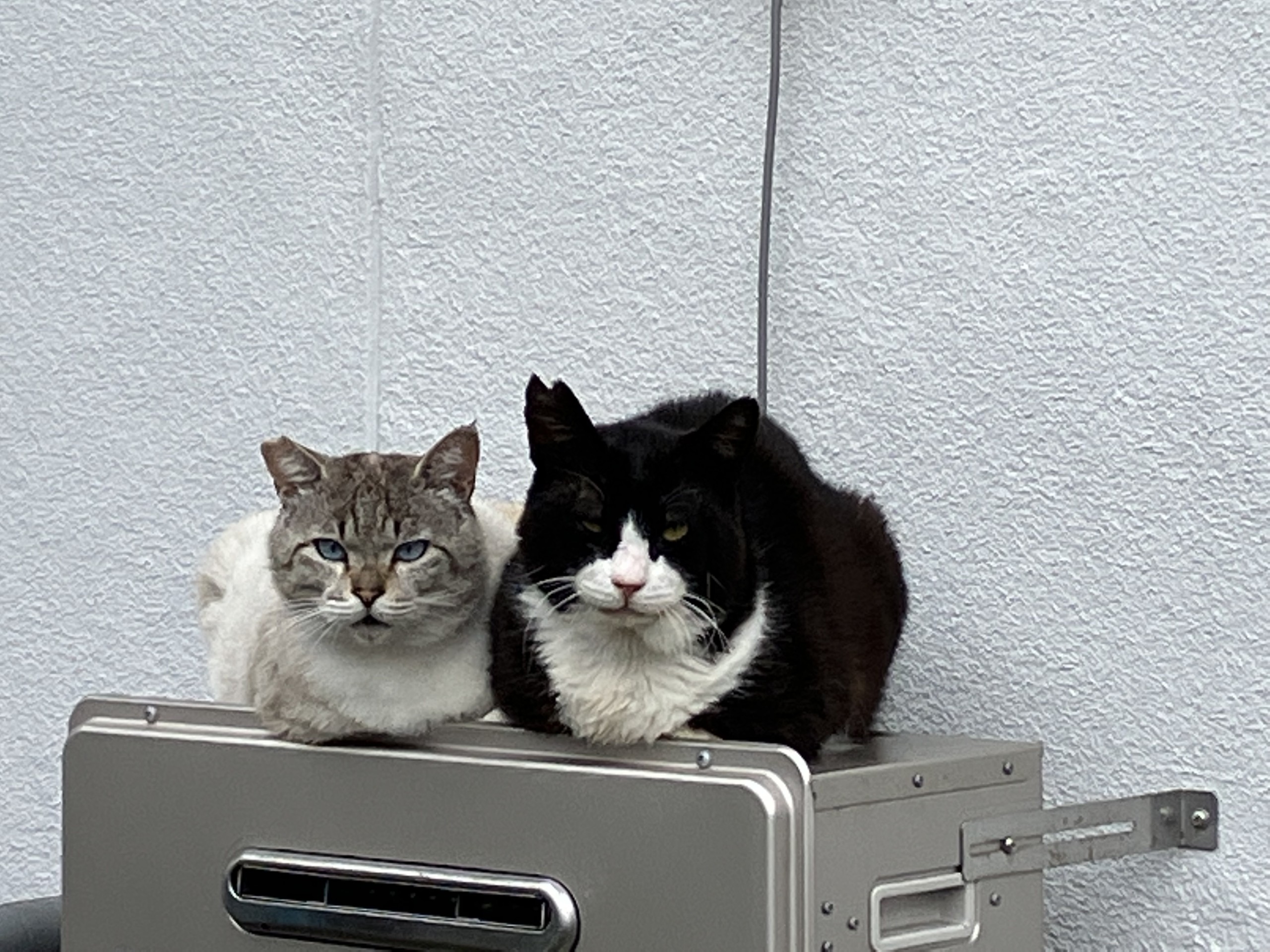 いつも一緒にゃ