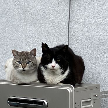 いつも一緒にゃ