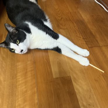 指揮者だぞ