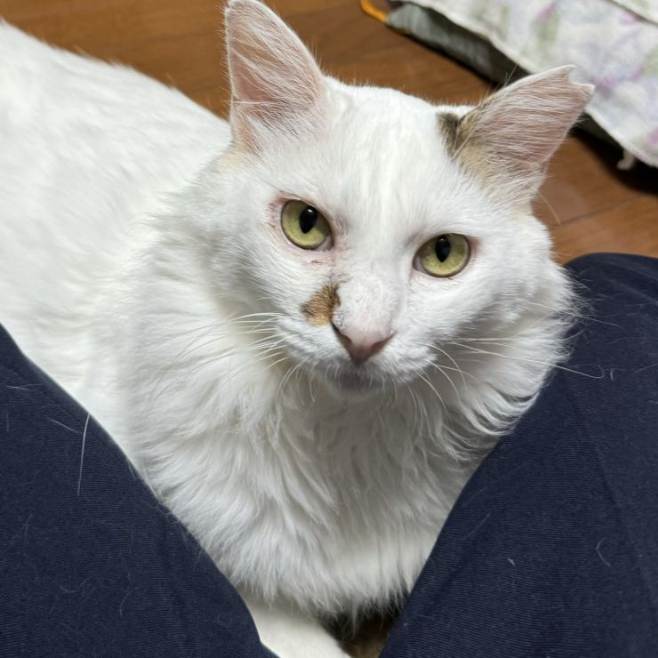 甘え上手