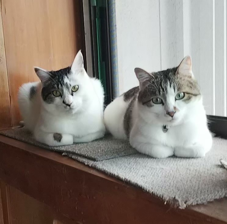 今はずっとの兄弟