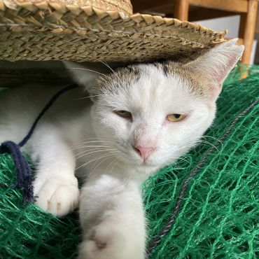 しごと、再開か？