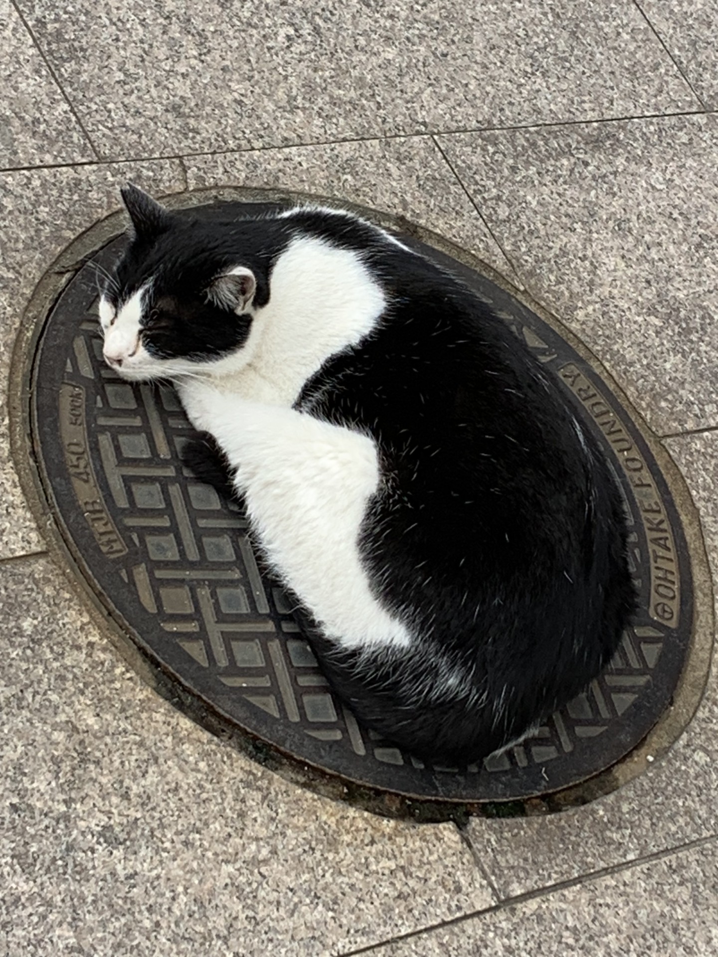 温泉街の地域猫