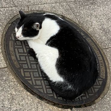 温泉街の地域猫