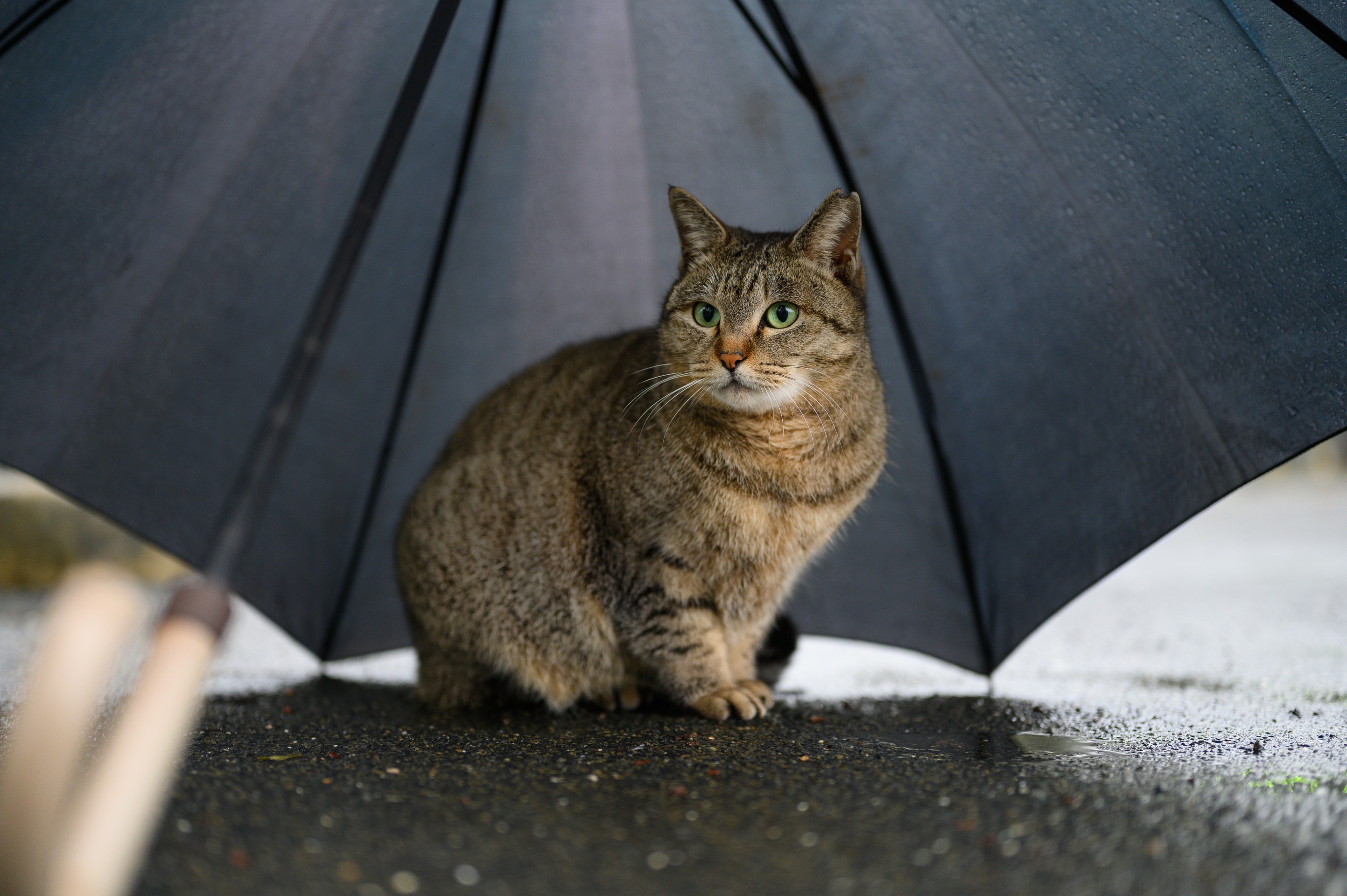 雨からの避難所