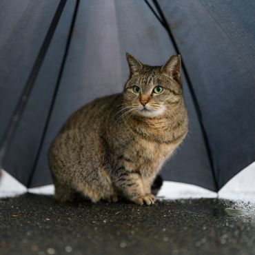 雨からの避難所