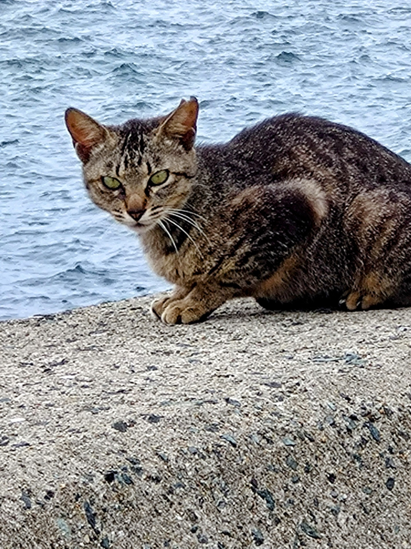 さくらねこ