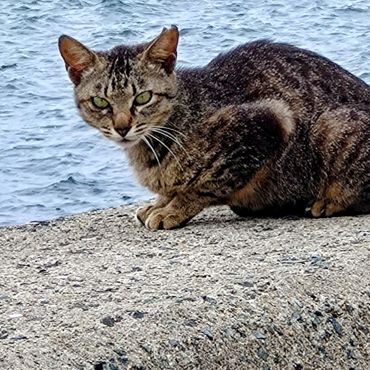 さくらねこ