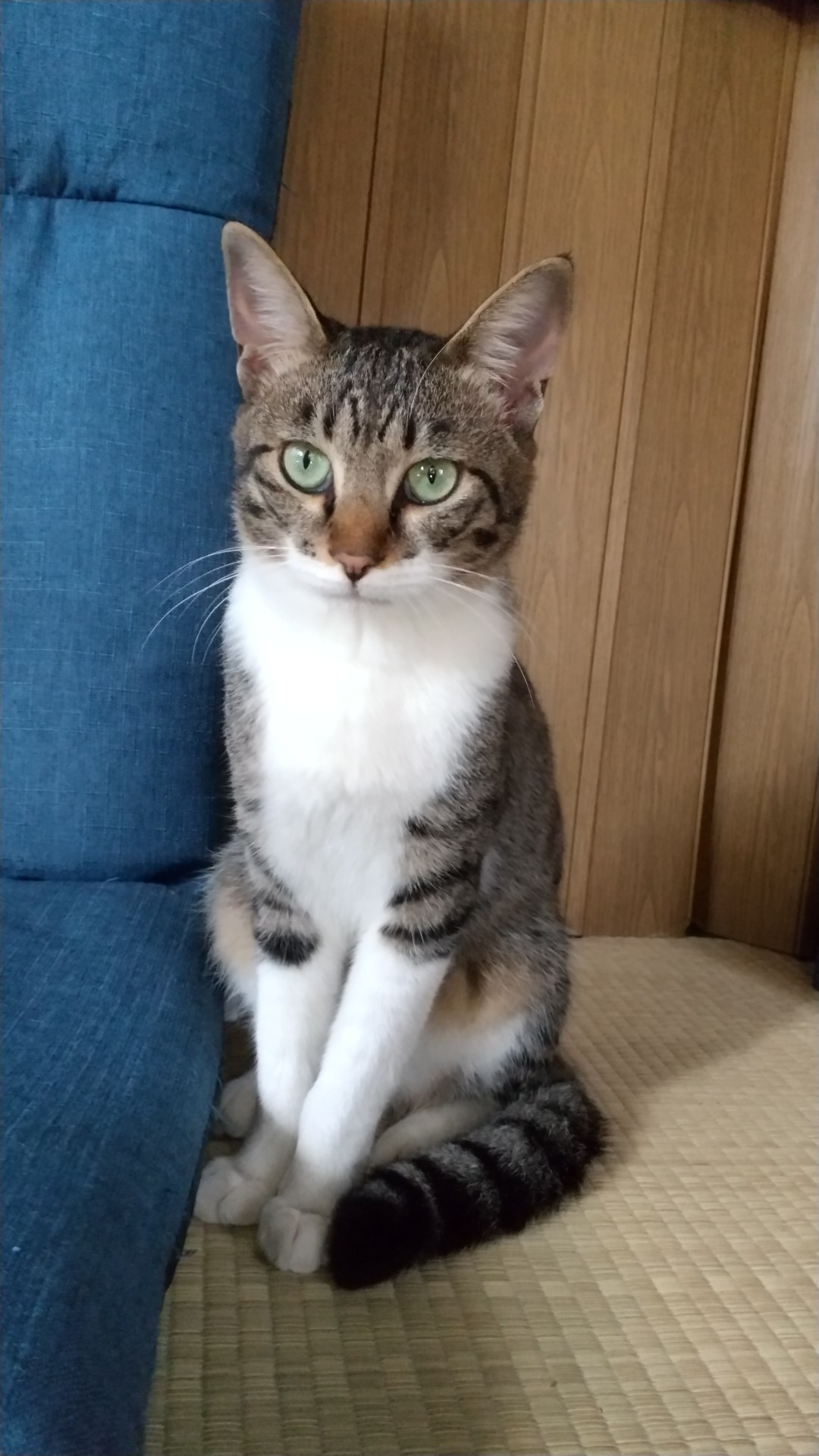 おすまし中