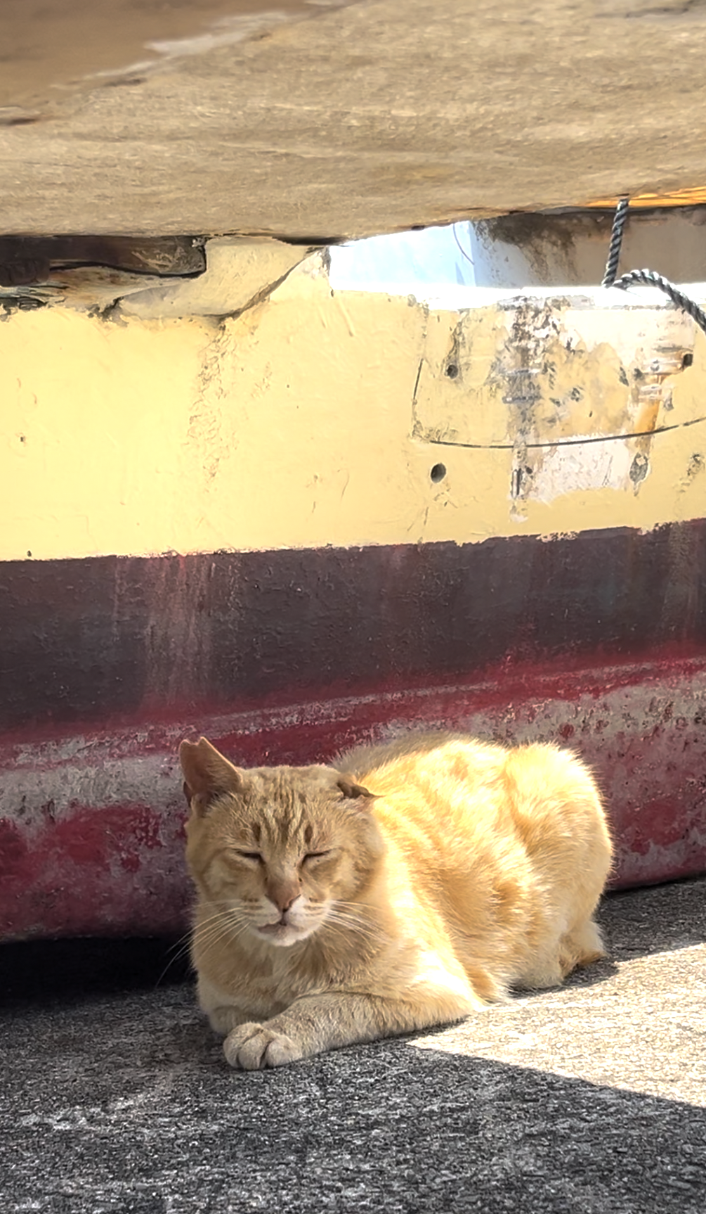 男木島のアイドルさくらねこ🐈