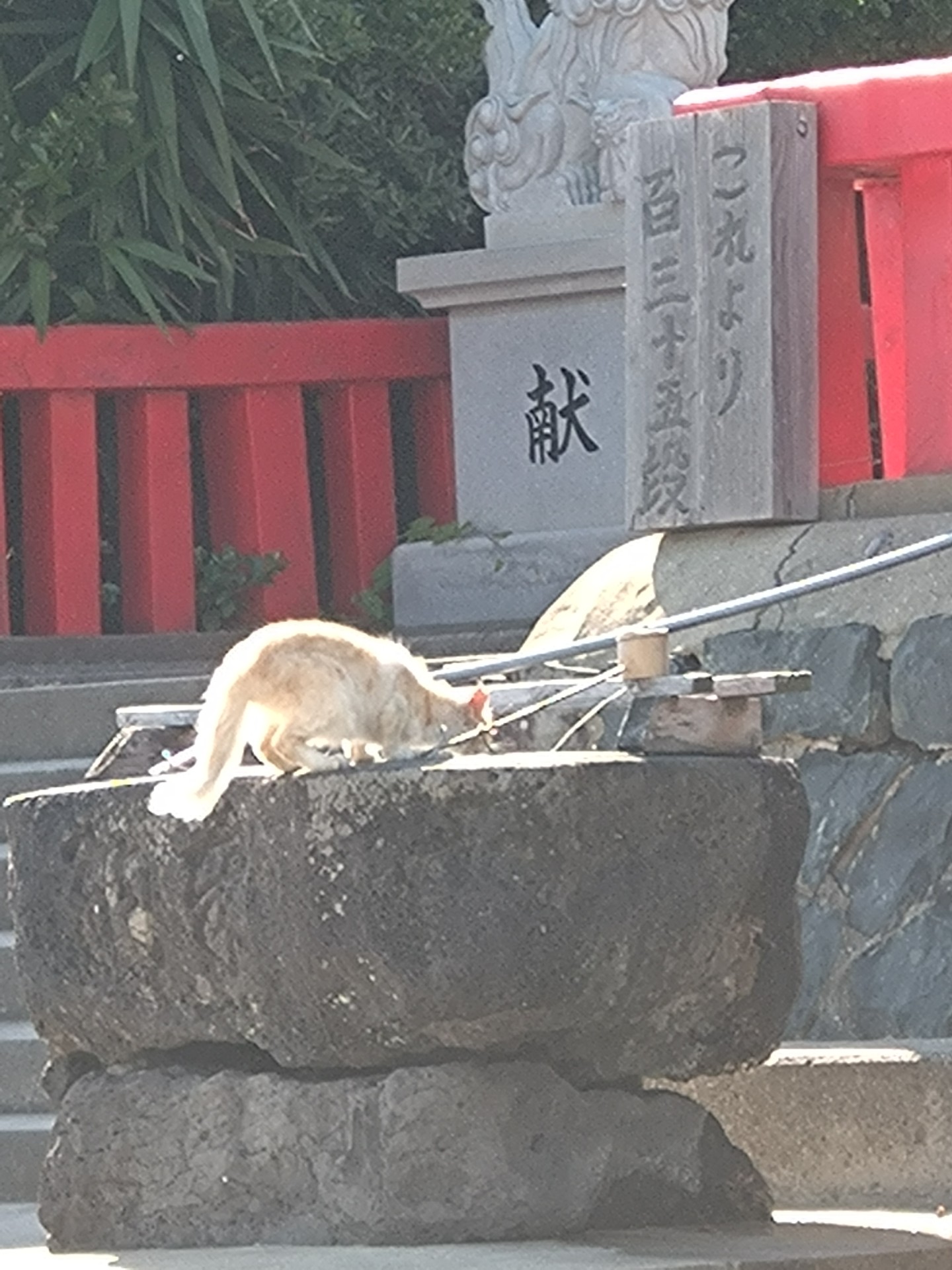 命を繋いだ！