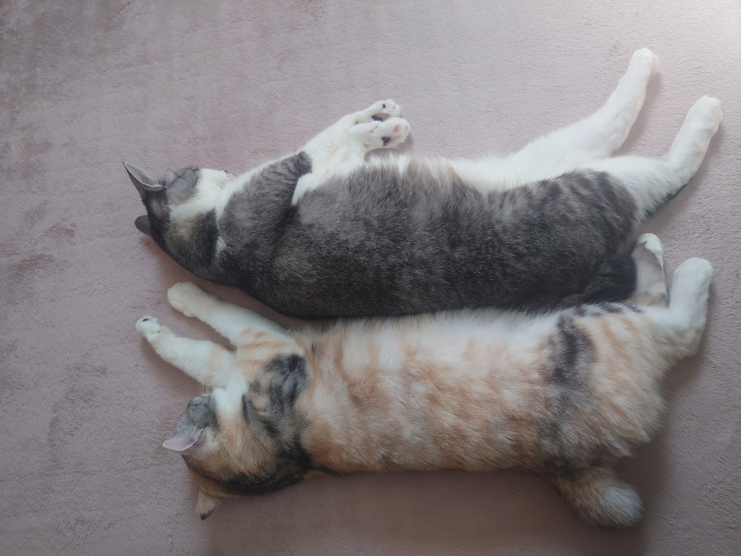 なかよし保護猫