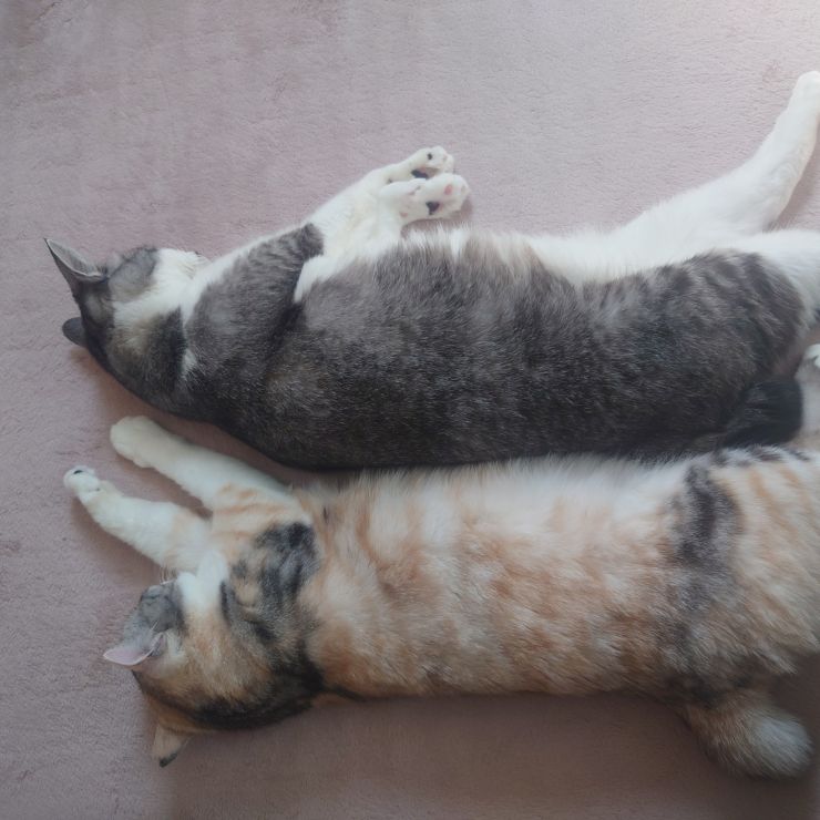 なかよし保護猫