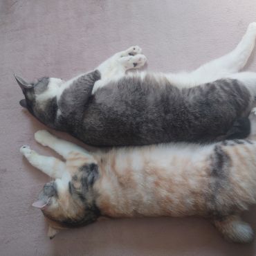 なかよし保護猫
