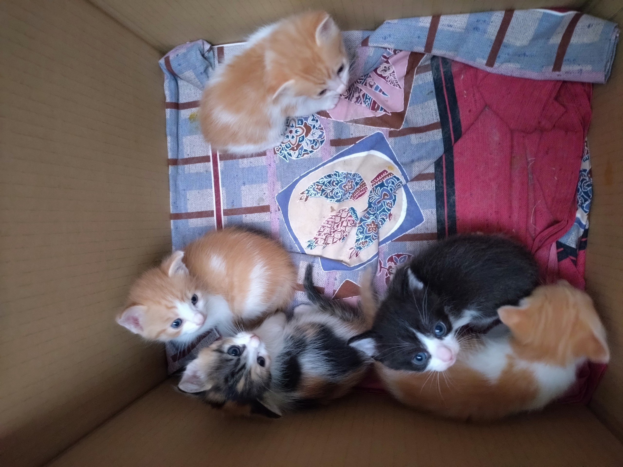 いのちを繋いだ猫