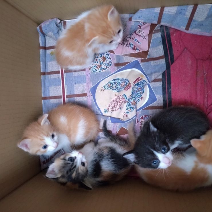 いのちを繋いだ猫