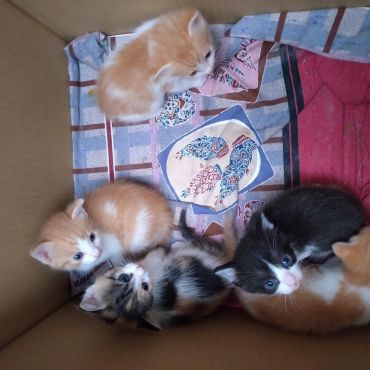 いのちを繋いだ猫