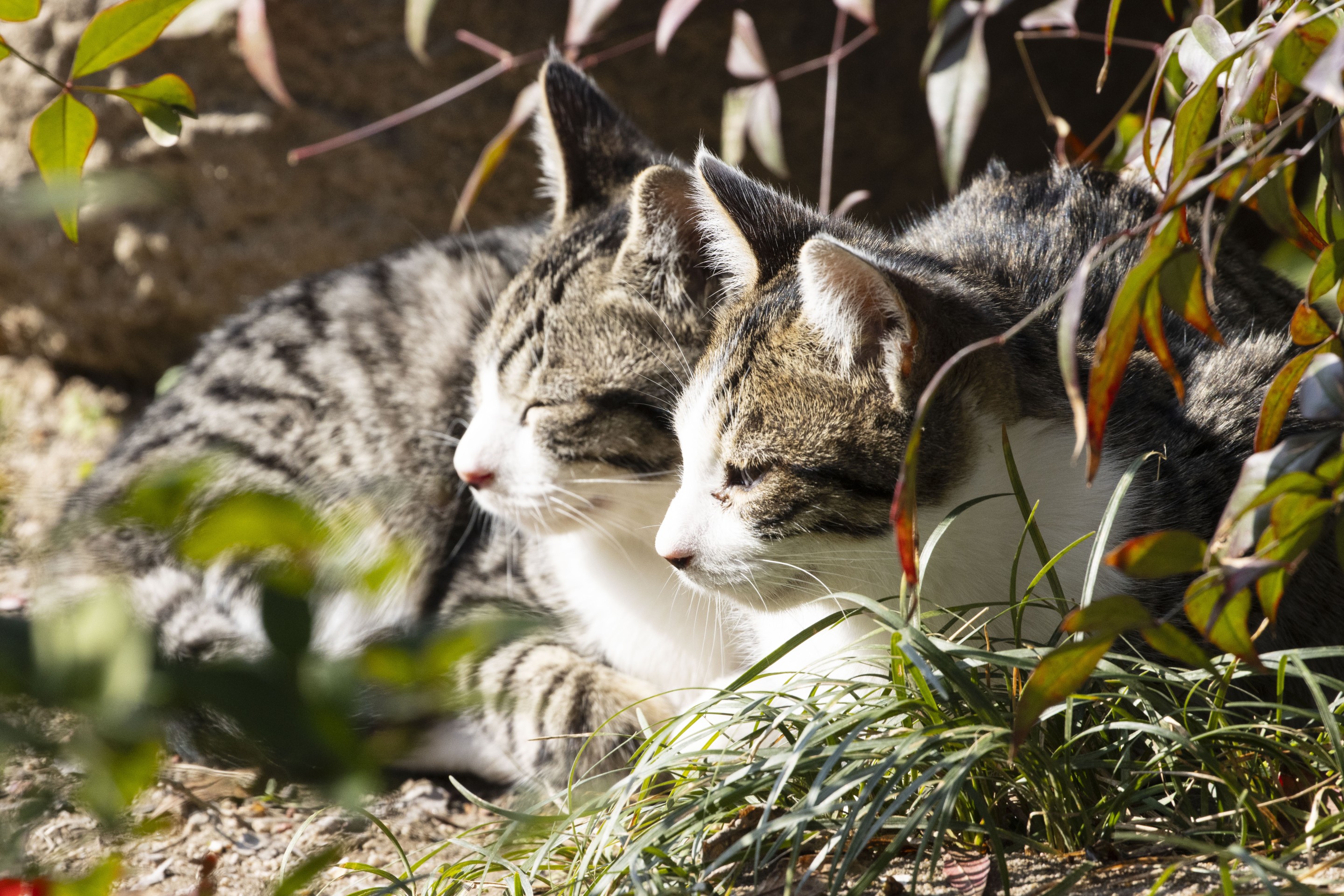 仲良し兄弟猫