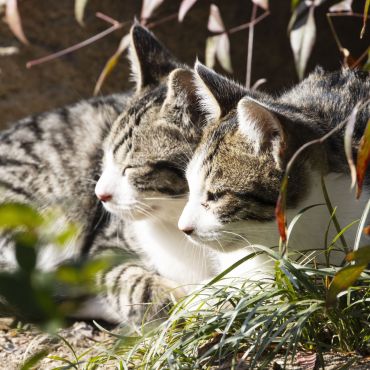 仲良し兄弟猫