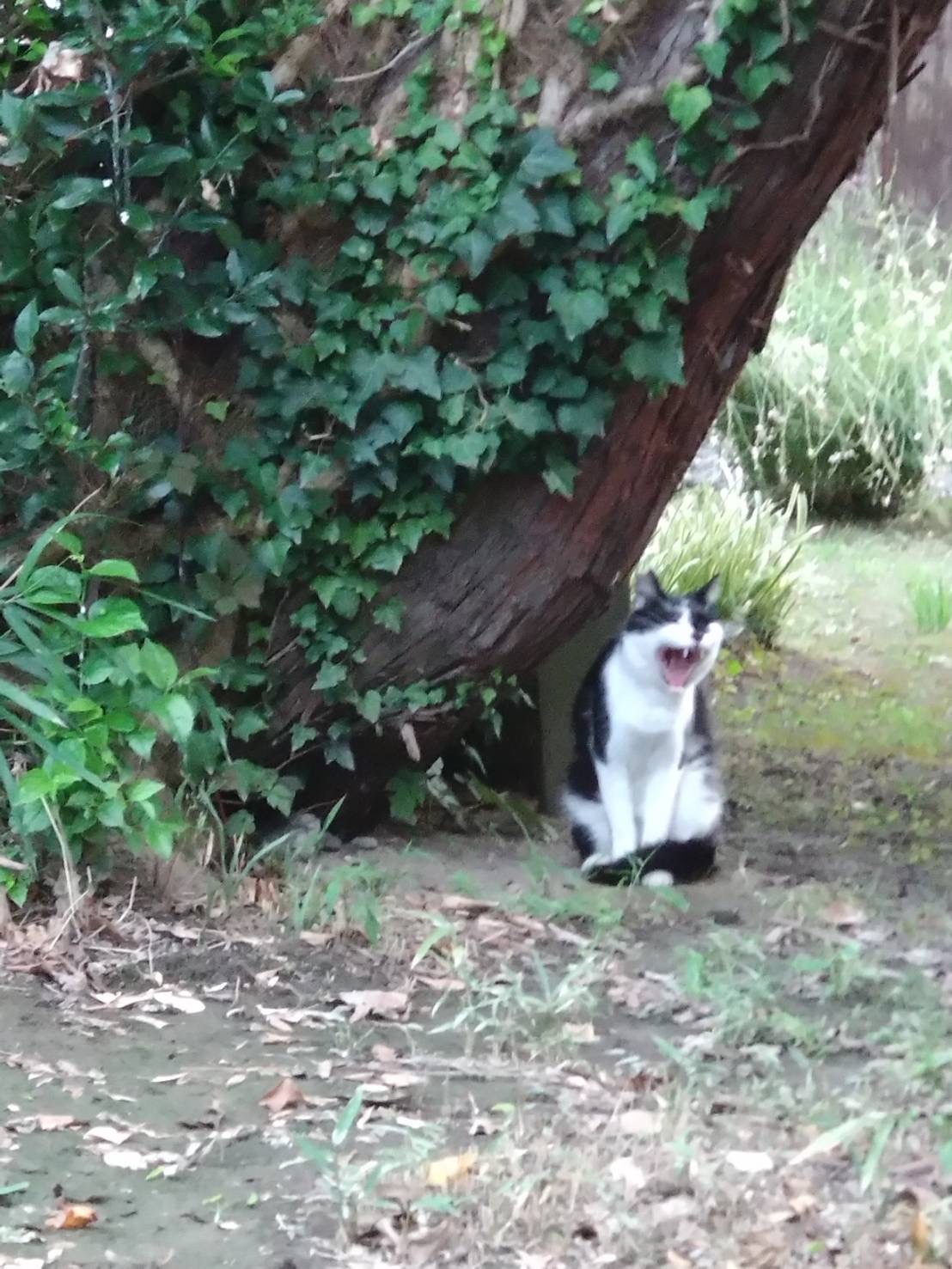 今日も暑い!と木陰で叫ぶ