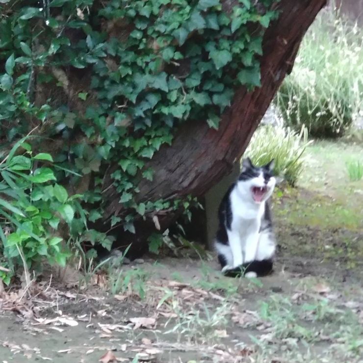 今日も暑い!と木陰で叫ぶ