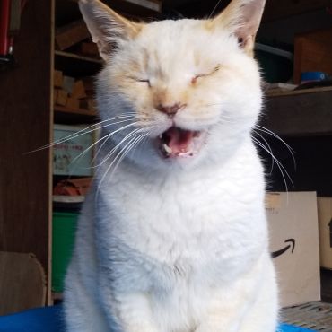 これからよろしくにゃん