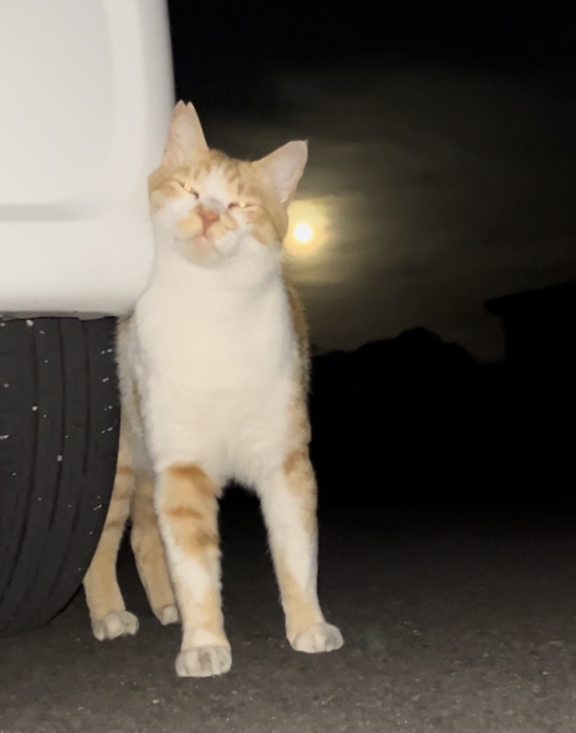 僕と月と大好きな車