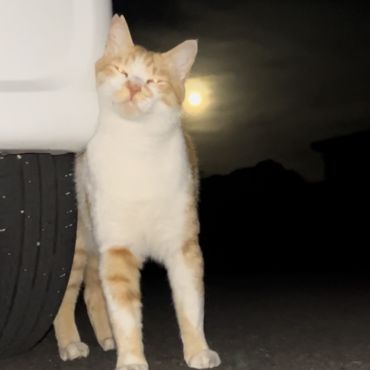 僕と月と大好きな車