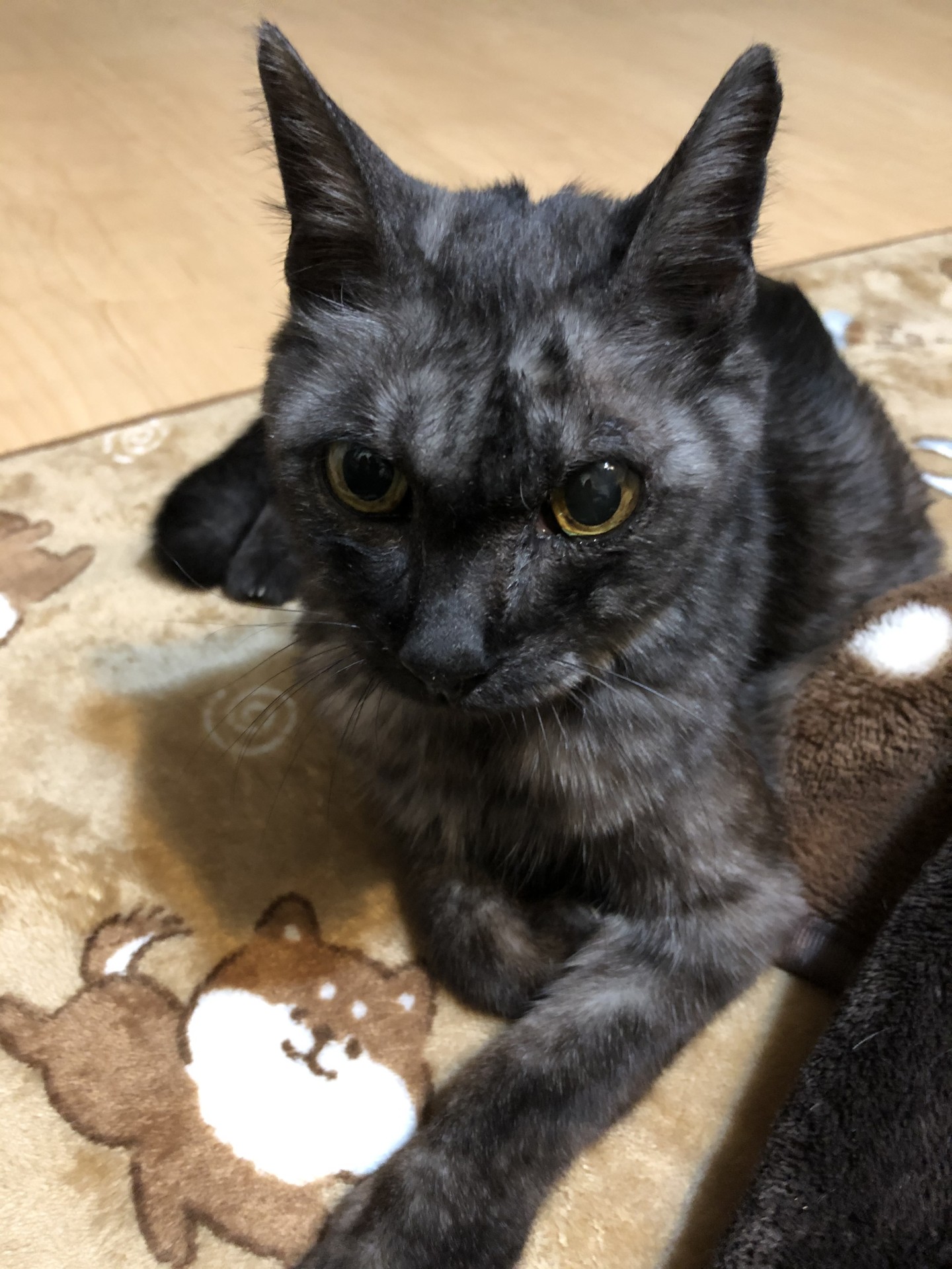 招き猫