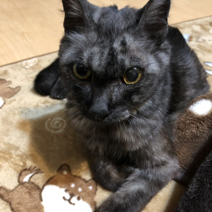 招き猫