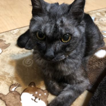 招き猫