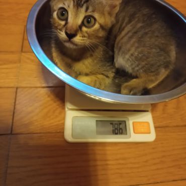 体重測定