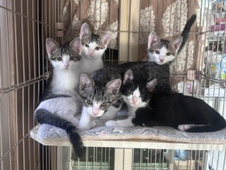 いのちつないだ5ニャンズ！