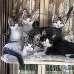 いのちつないだ5ニャンズ！
