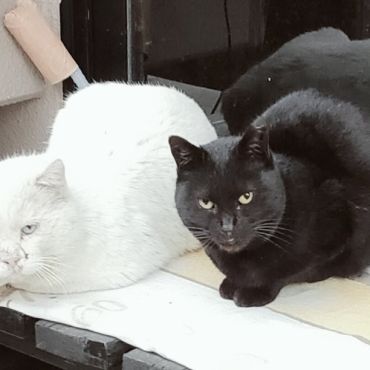 命をつないだ。仲良し白猫黒猫　