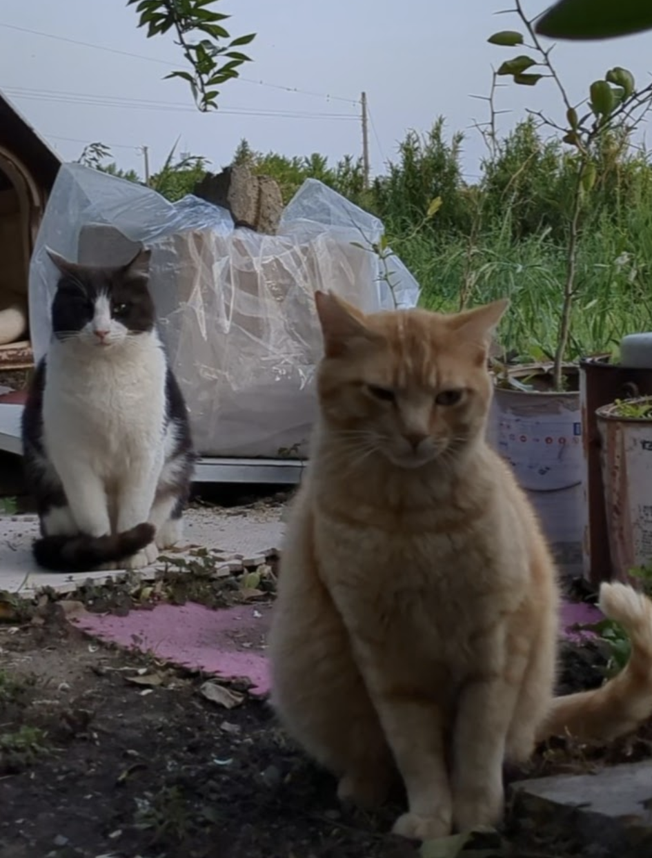 庭のさくらねこ