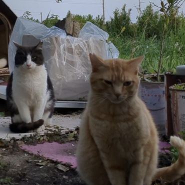 庭のさくらねこ