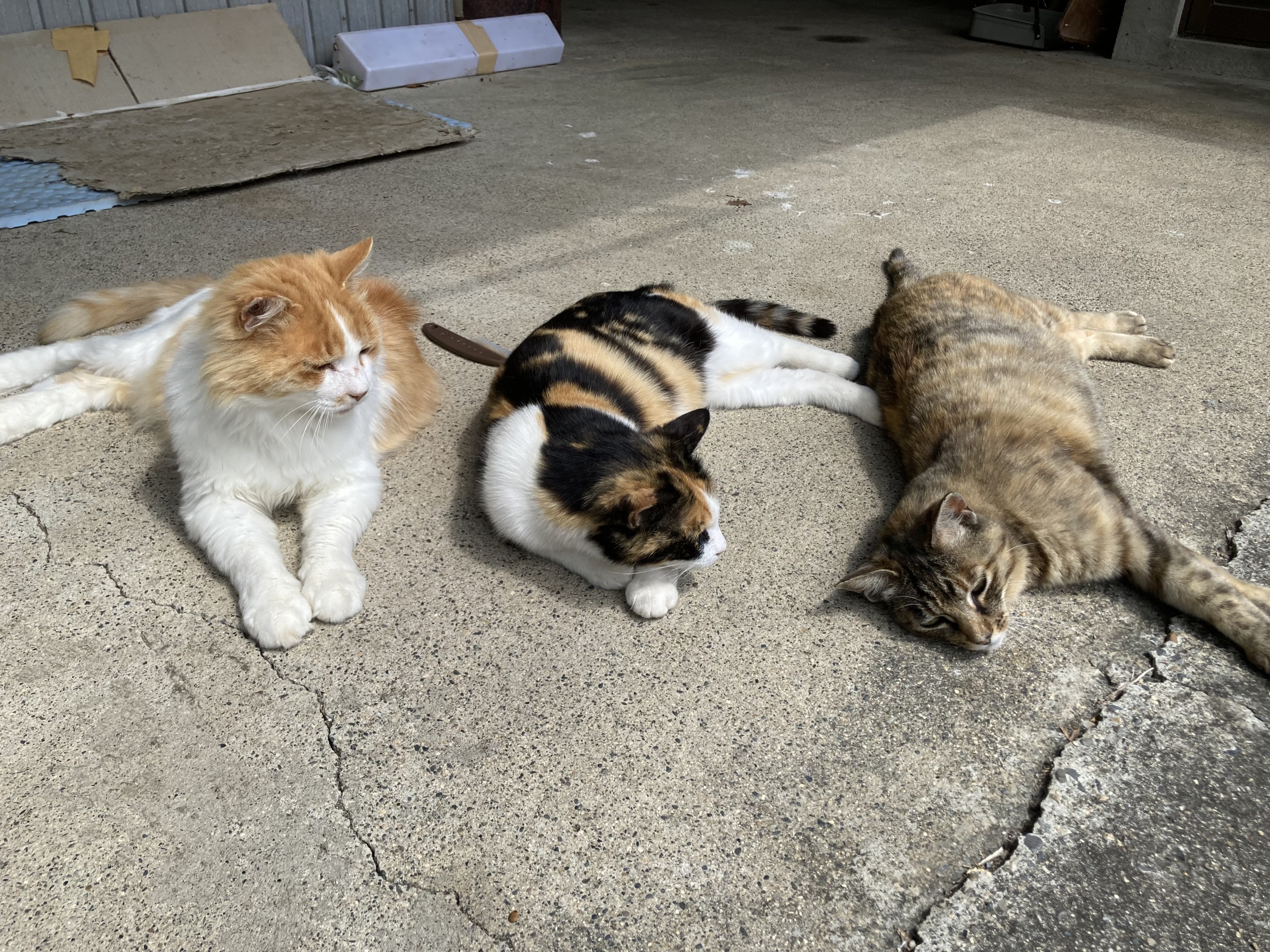 お昼寝中