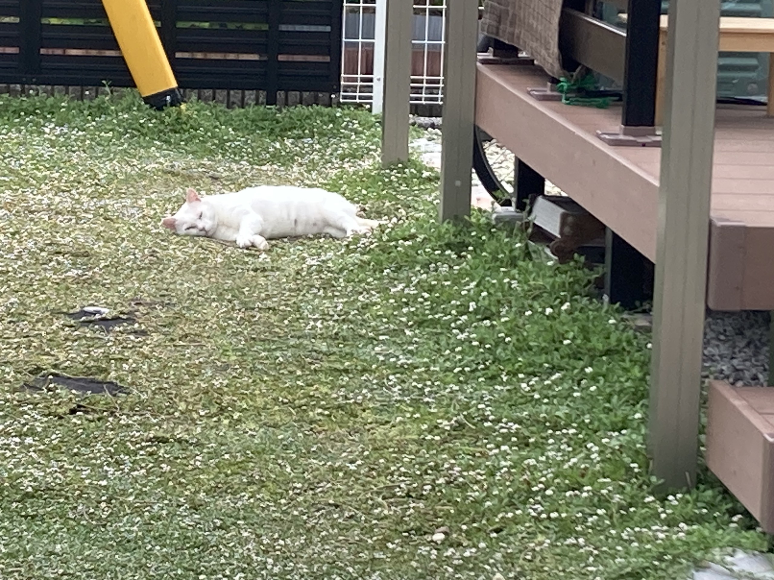 ご飯待ちさくらねこ