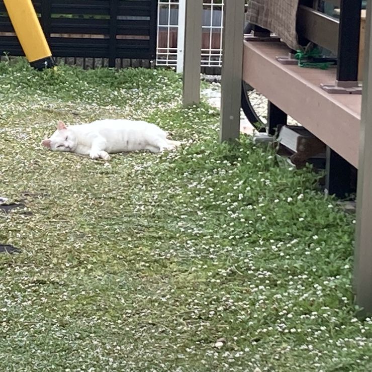 ご飯待ちさくらねこ