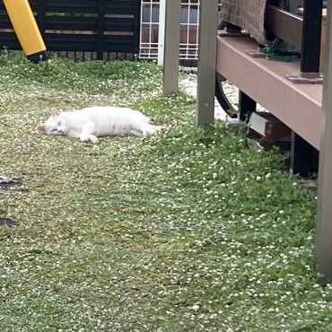 ご飯待ちさくらねこ