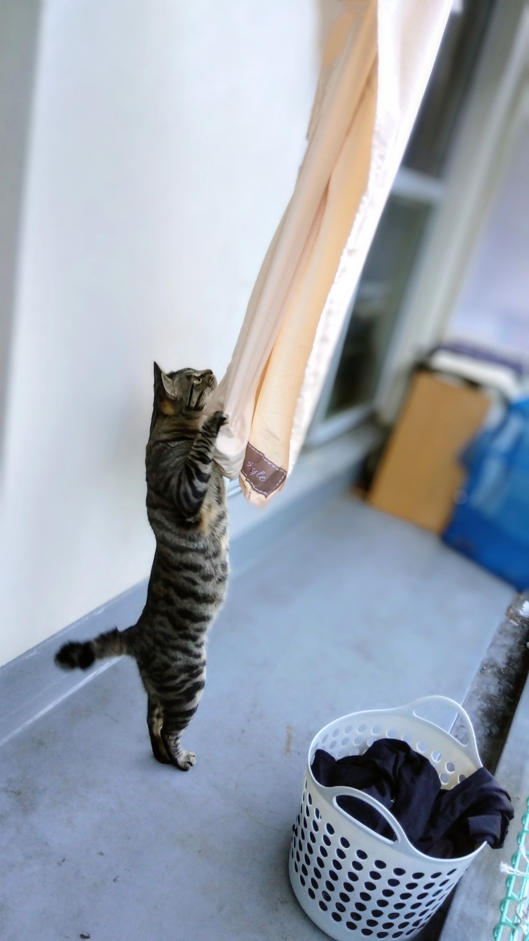 猫の恩返し