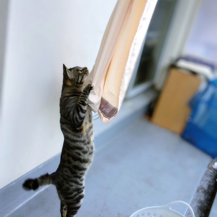 猫の恩返し