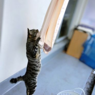 猫の恩返し