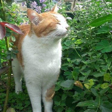 キャットミントの香り　大好き