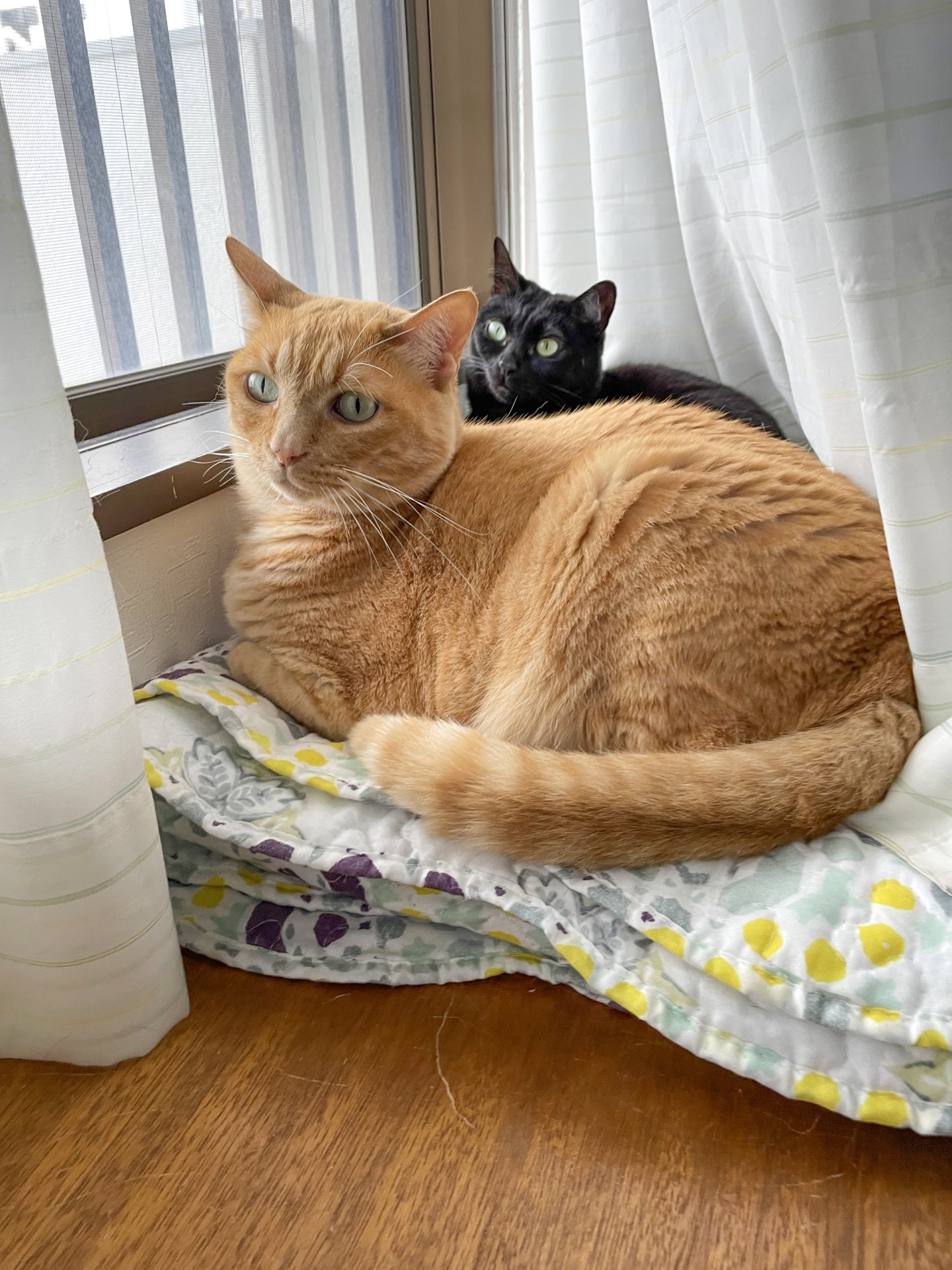 仲良しではないふたり
