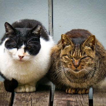 最強のふたり